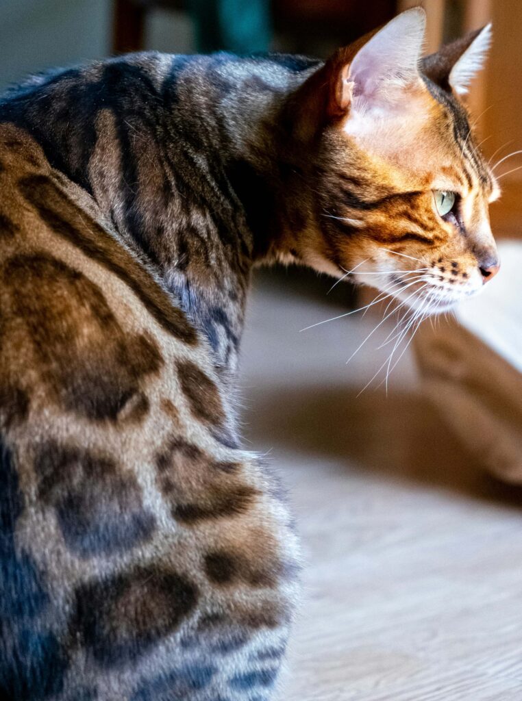 gato Bengalí