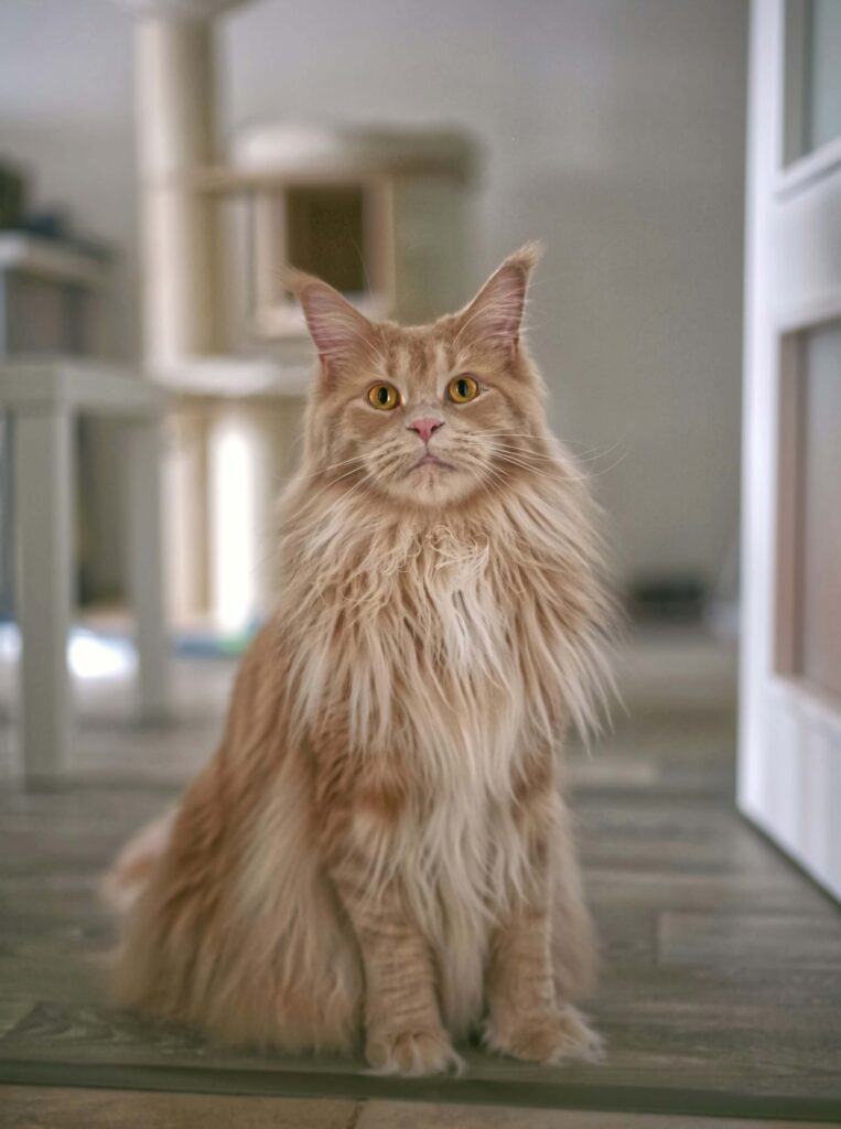 gato Maine Coon