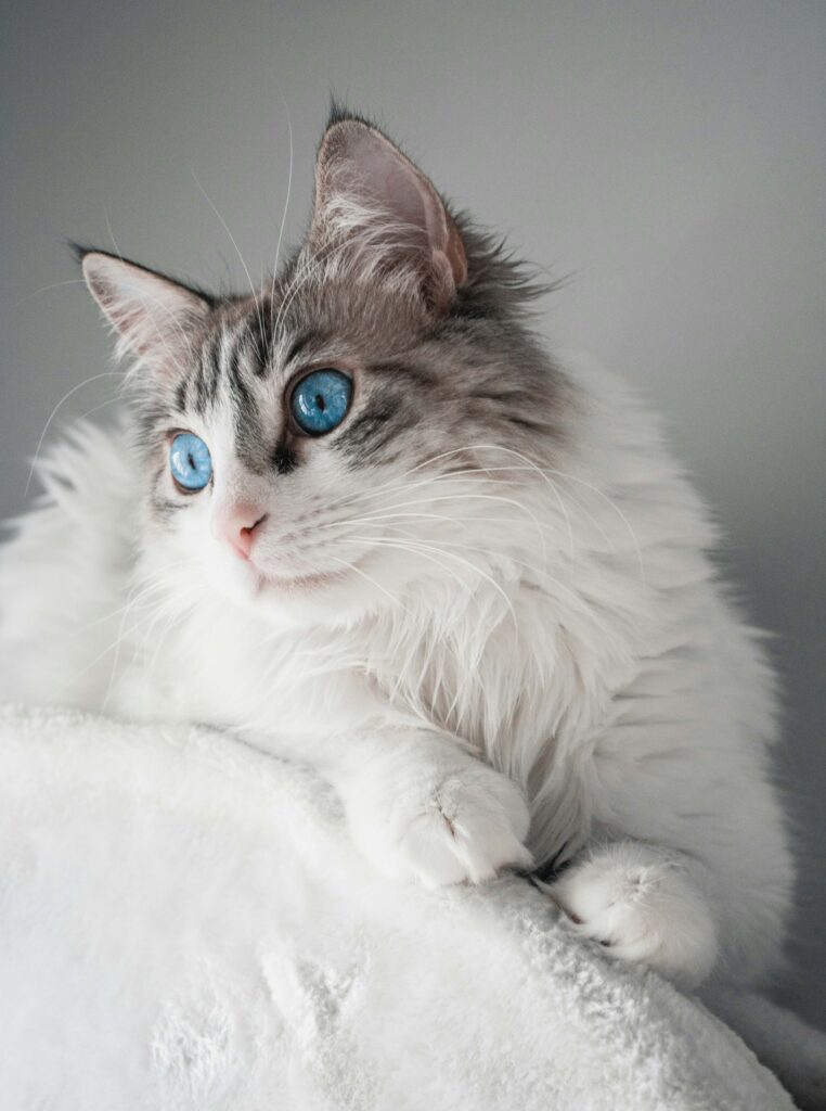 gato Ragdoll