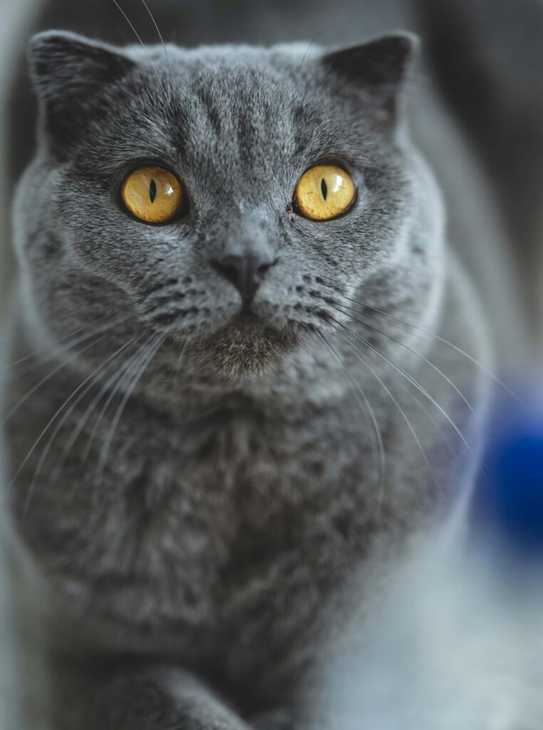 gato Scottish Fold