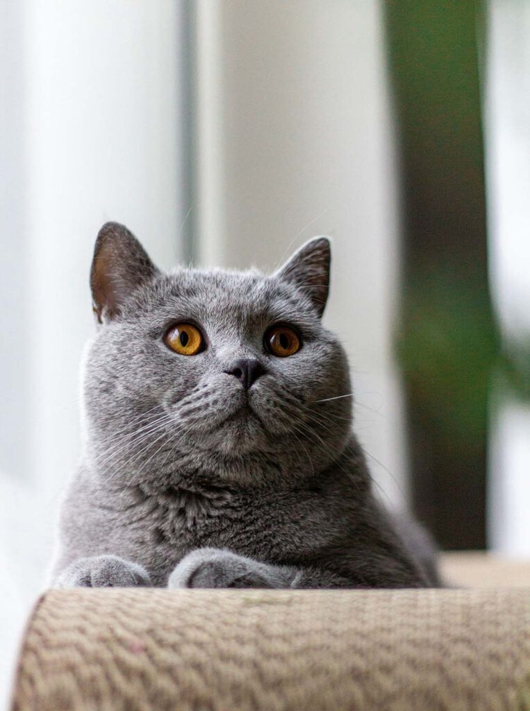 gato british shorthair