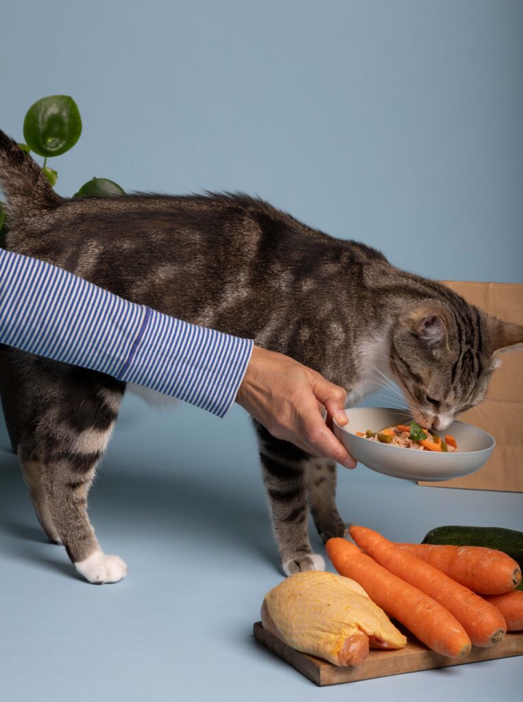 gato comiendo dieta barf