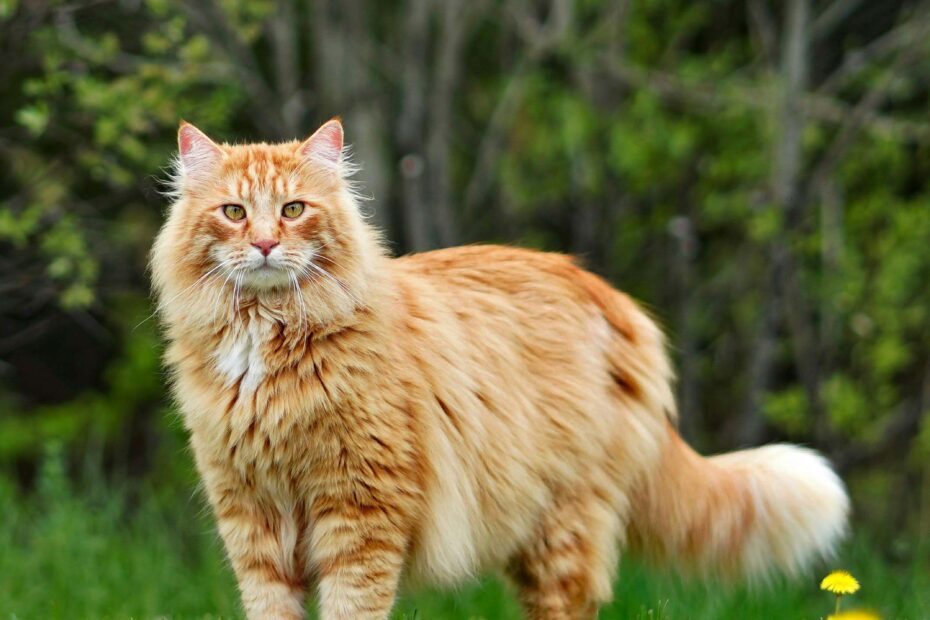 main coon