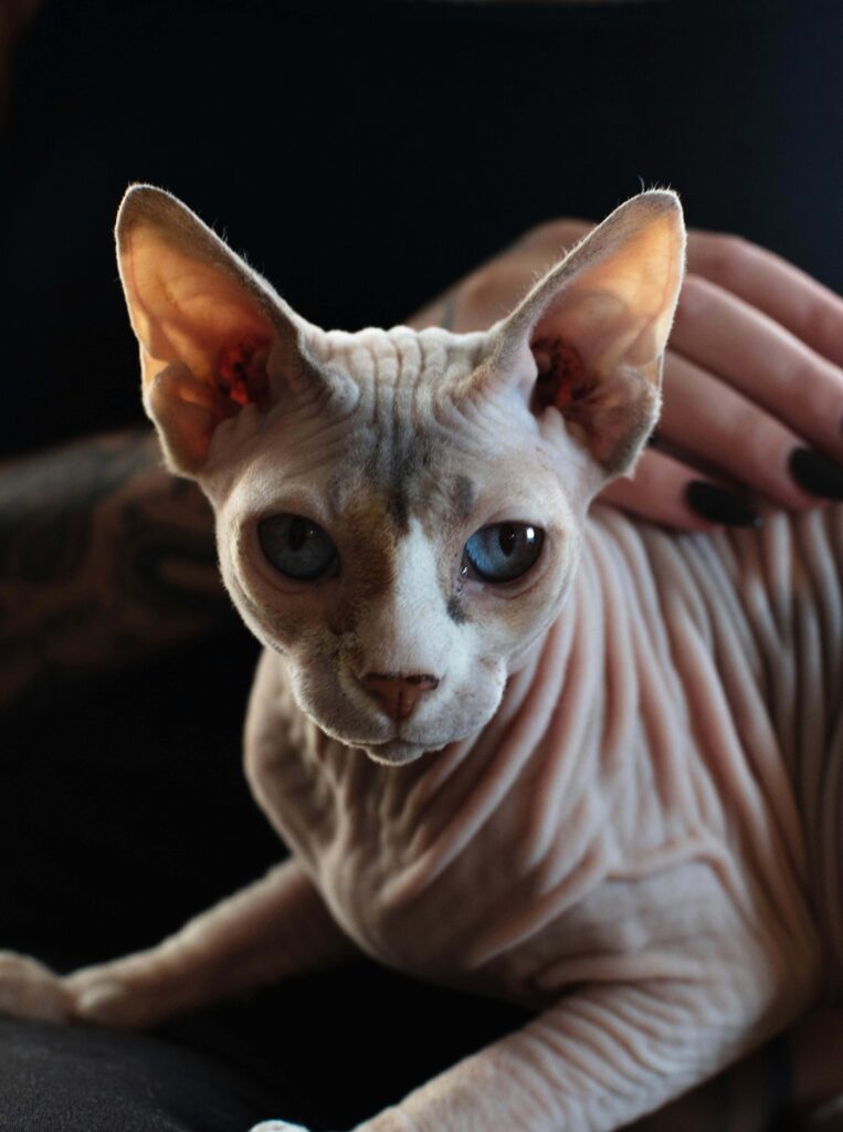 gato sphynx